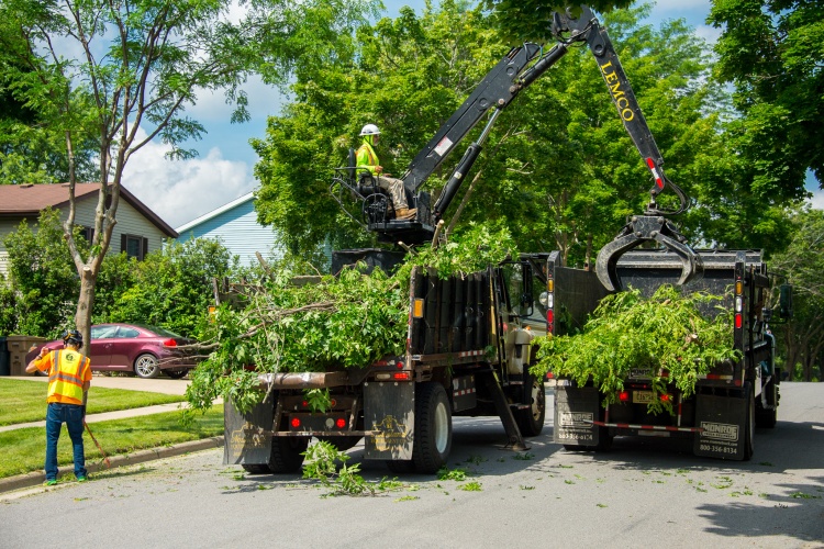 Crews cleaning up the brush from what they trimmed
